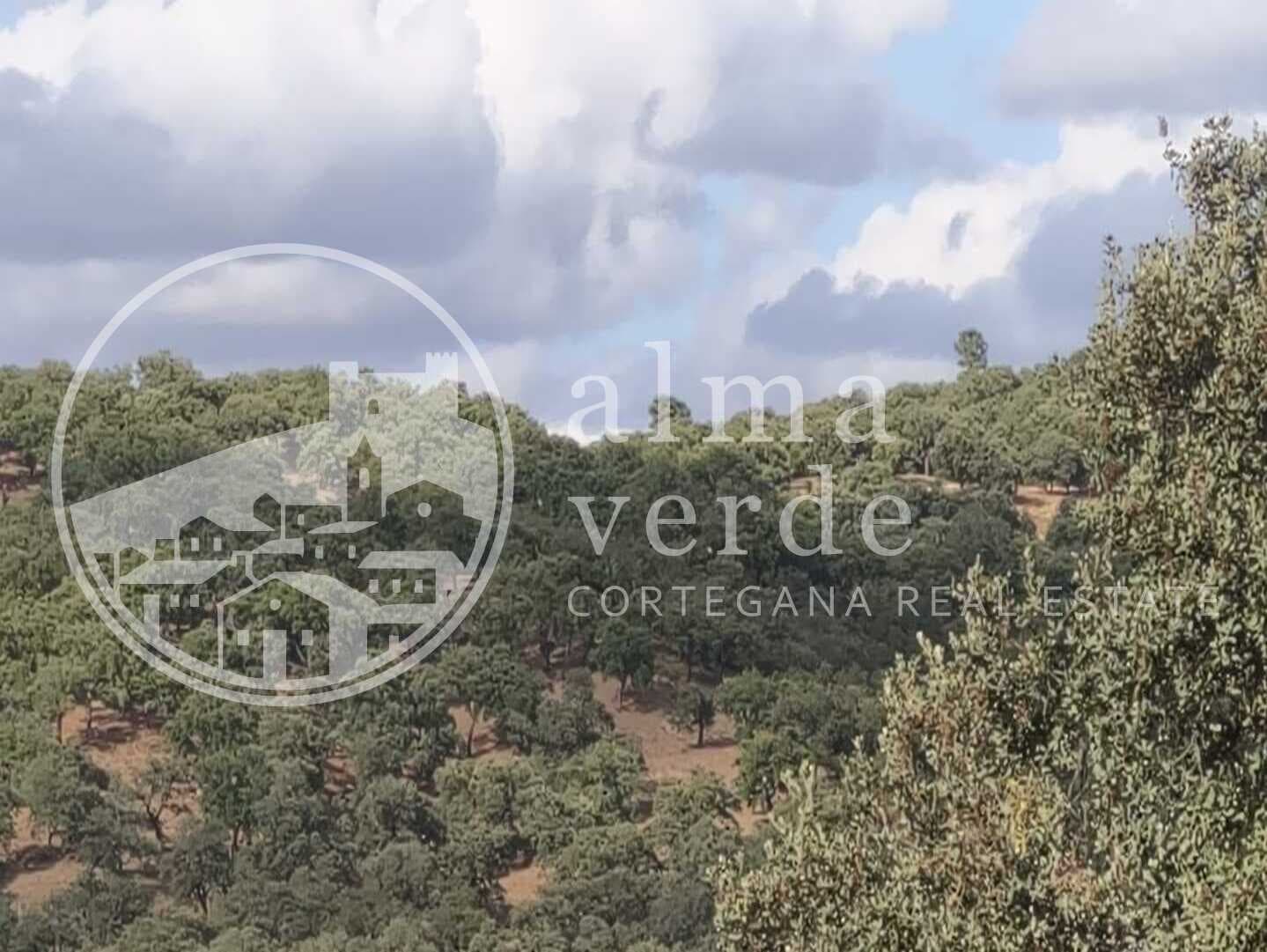 Magnifica finca de 10 hectáreas en umbría con microclima propio. - Imagen 7