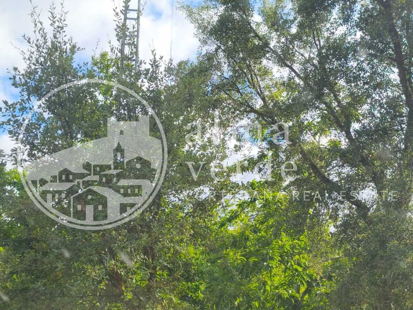 Magnifica finca de 10 hectáreas en umbría con microclima propio. - Imagen 5