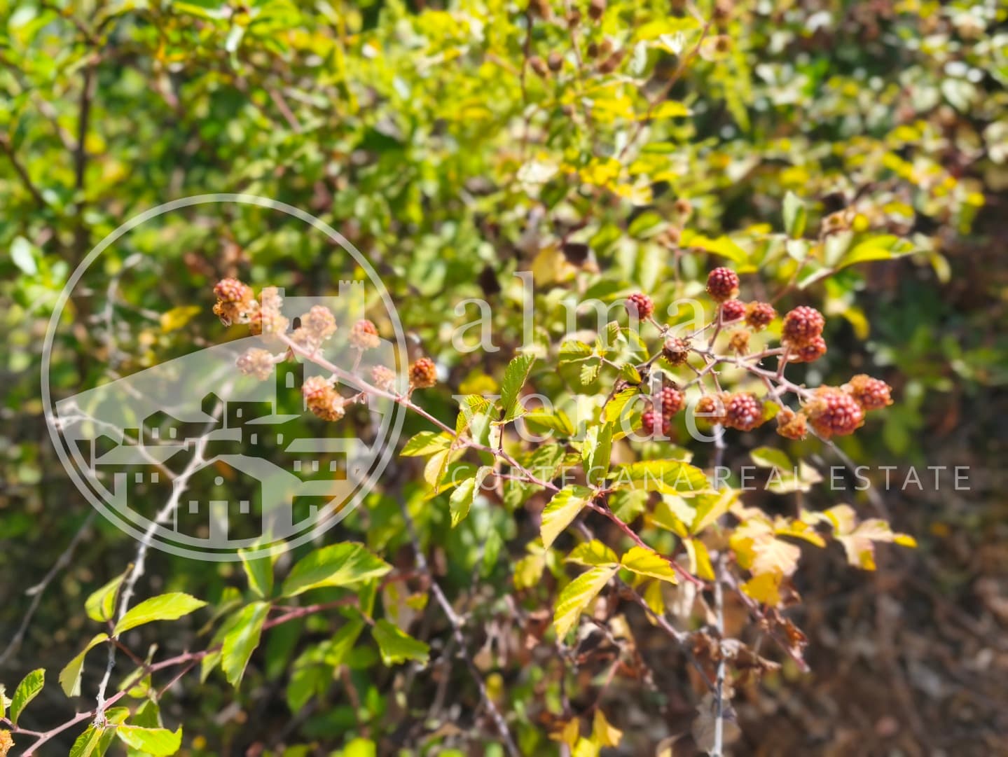 Magnifica finca de 10 hectáreas en umbría con microclima propio. - Imagen 6