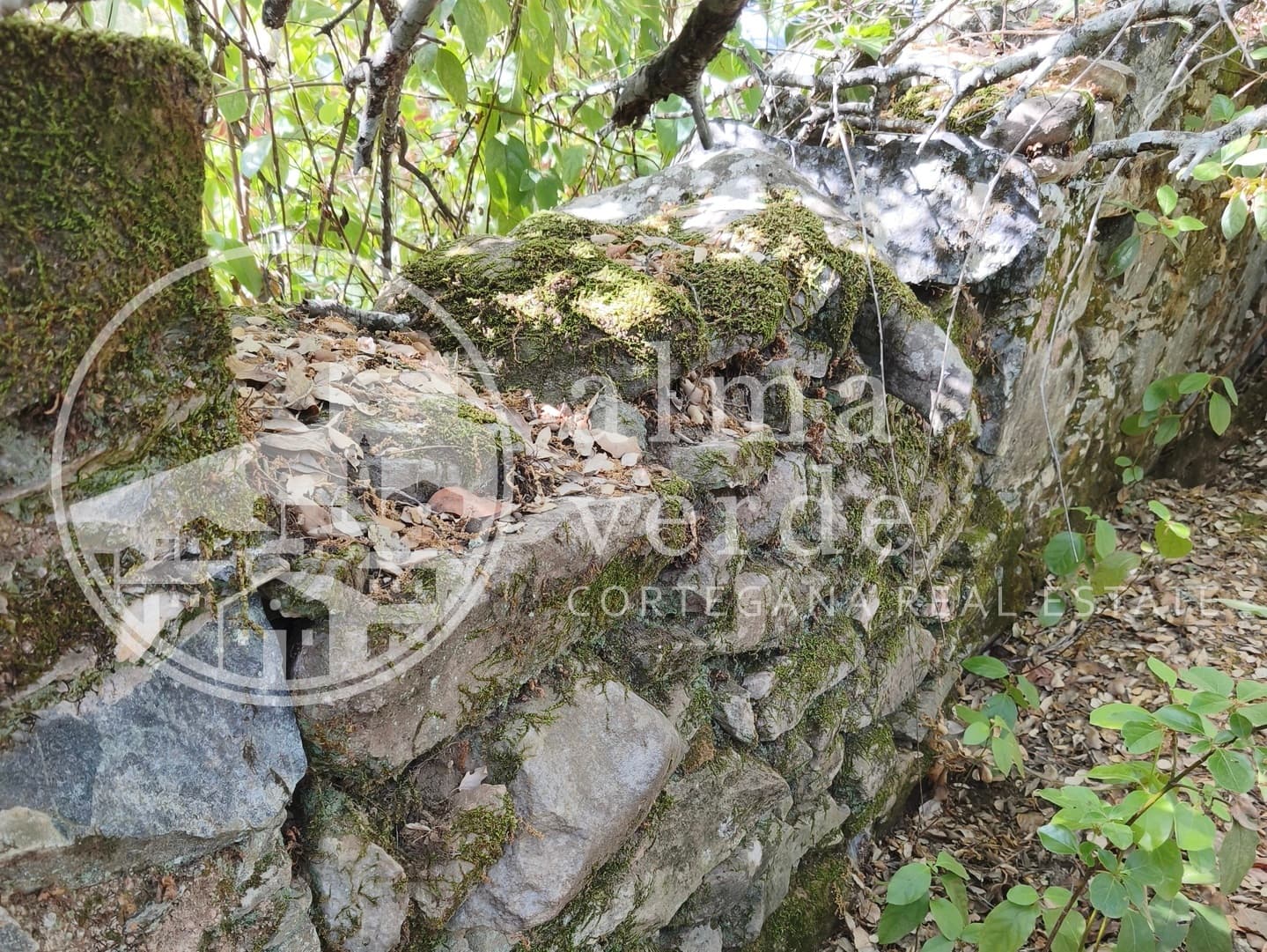 Magnifica finca de 10 hectáreas en umbría con microclima propio. - Imagen 4
