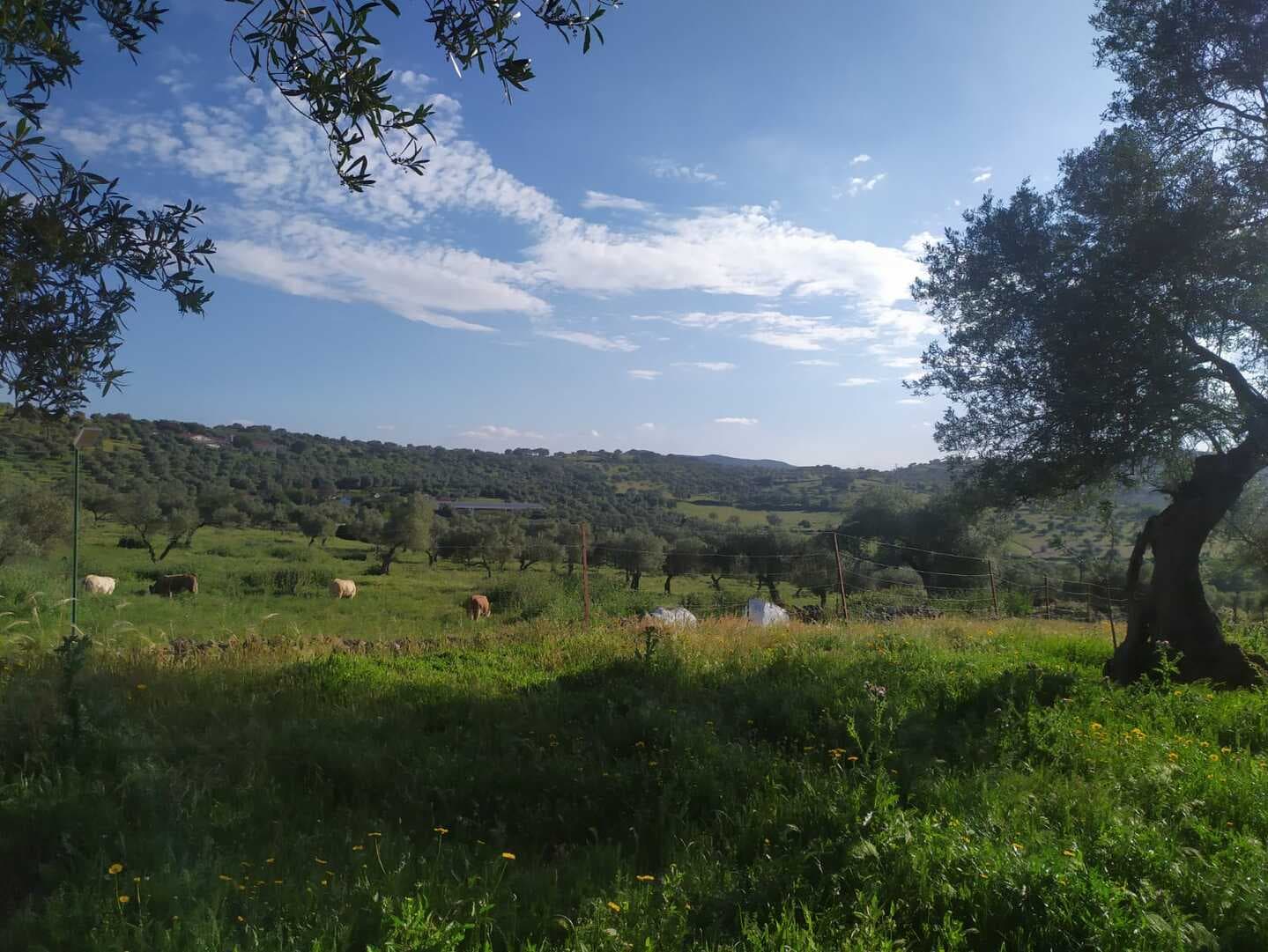 Finca en plena Cañada Real histórica de trashumancia a Portugal.