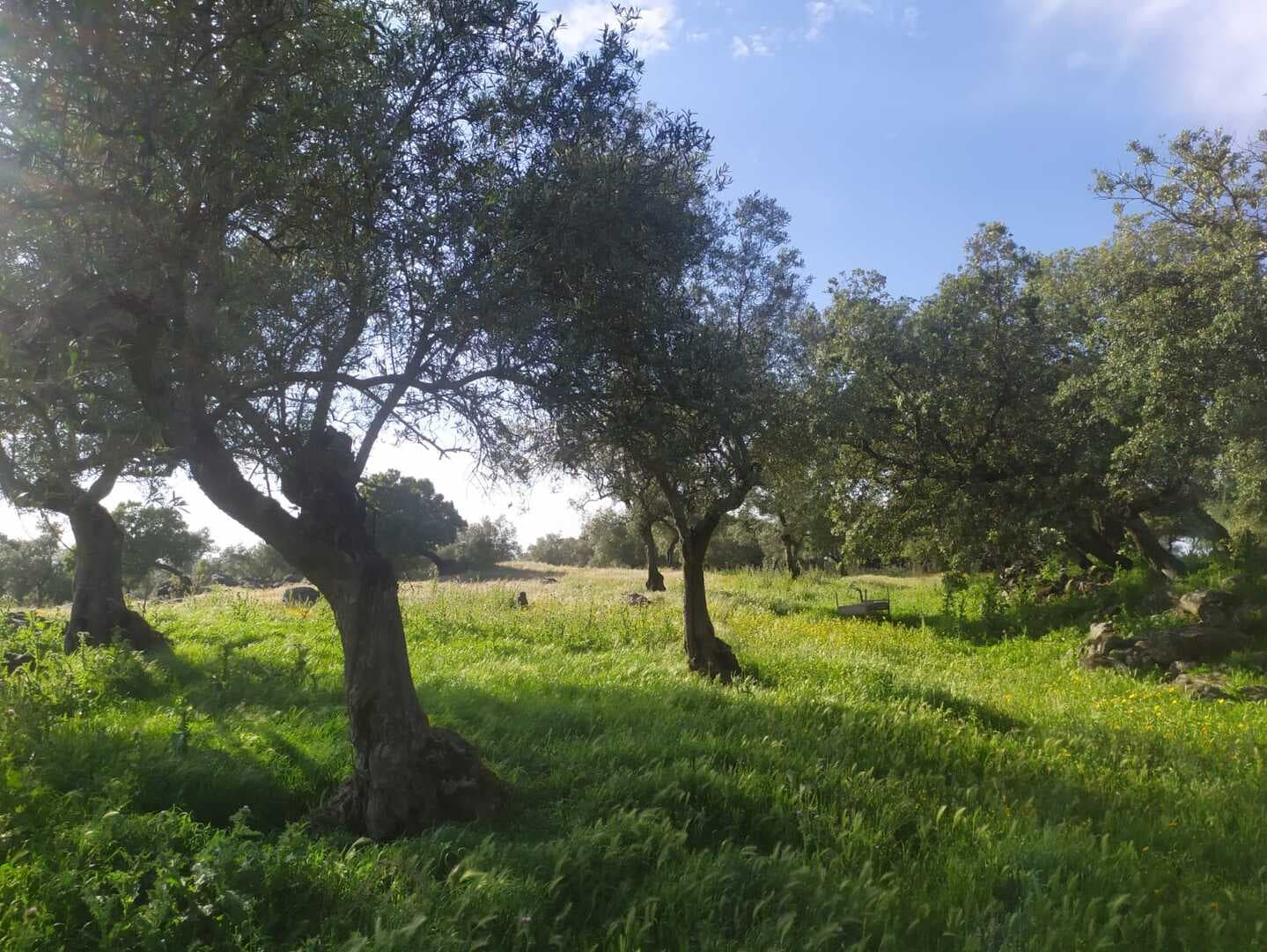 Finca en plena Cañada Real histórica de trashumancia a Portugal. - Imagen 8