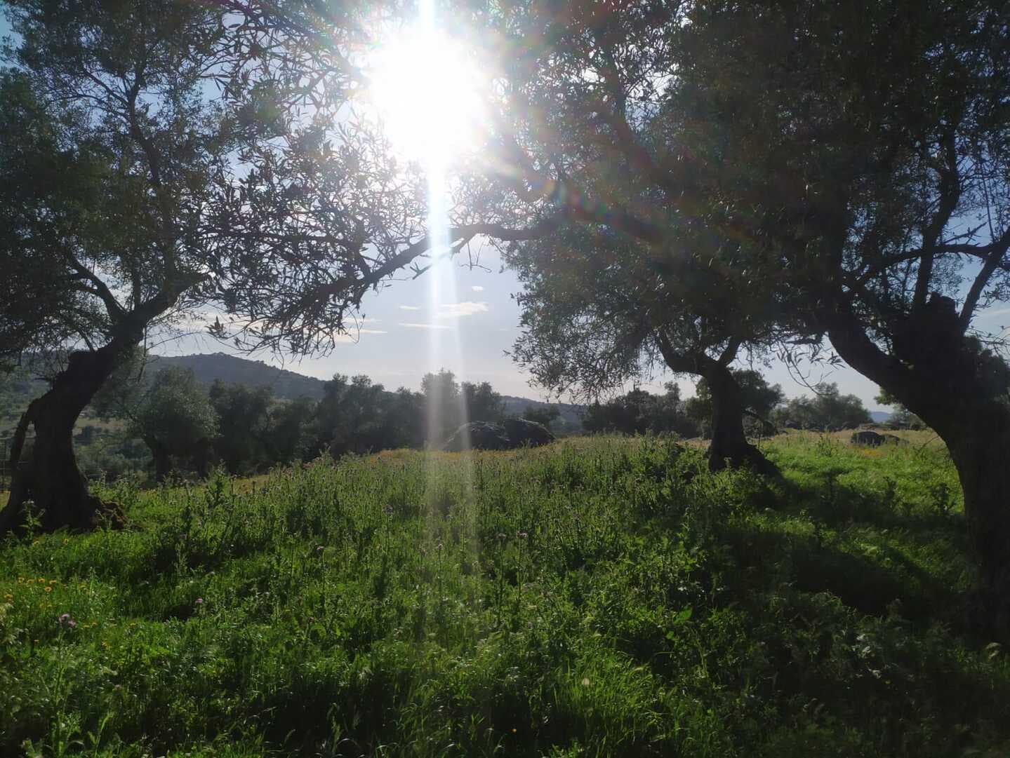 Finca en plena Cañada Real histórica de trashumancia a Portugal. - Imagen 9
