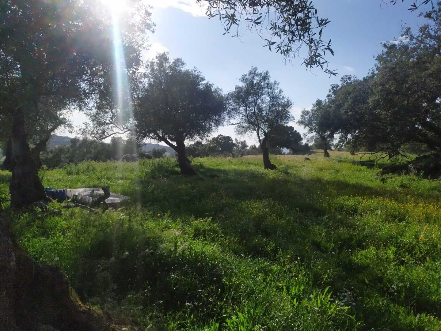 Finca en plena Cañada Real histórica de trashumancia a Portugal. - Imagen 6