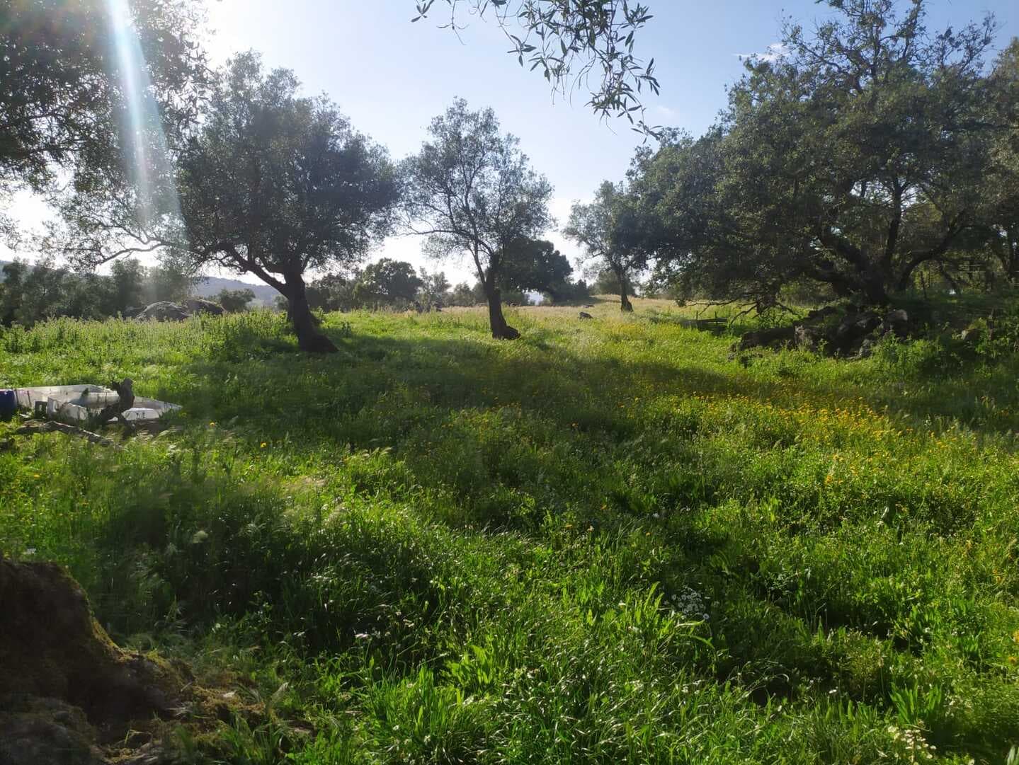 Finca en plena Cañada Real histórica de trashumancia a Portugal. - Imagen 7