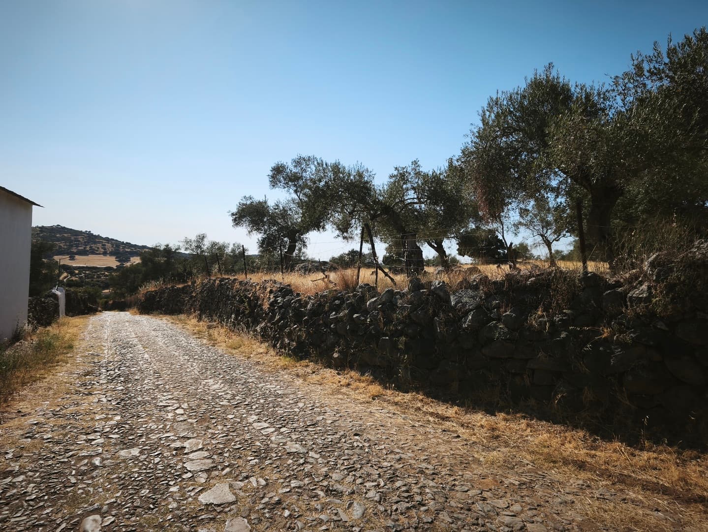 Finca en plena Cañada Real histórica de trashumancia a Portugal. - Imagen 2