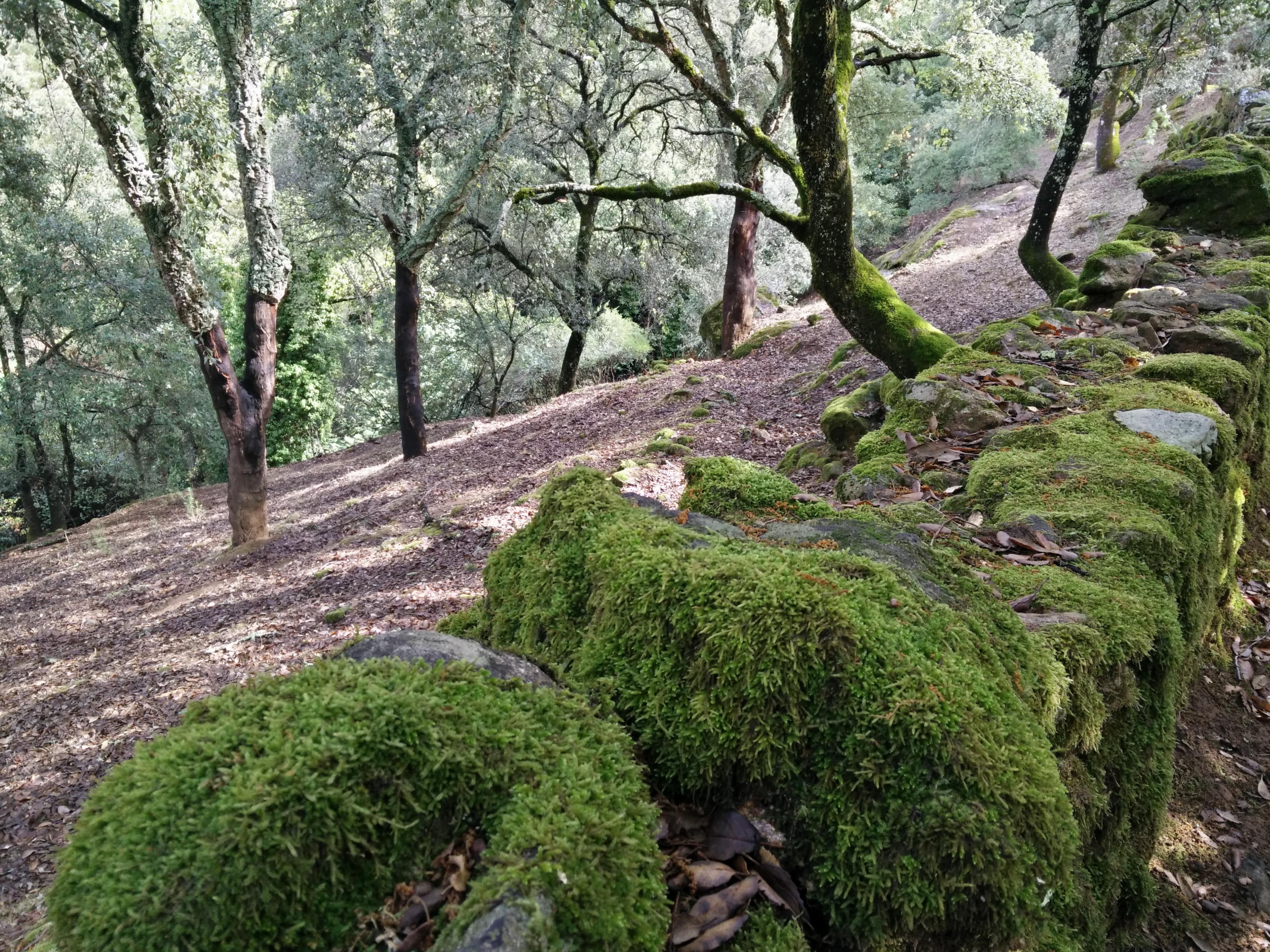 Los mejores senderos escondidos de la Sierra de Huelva